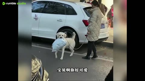 pets in action