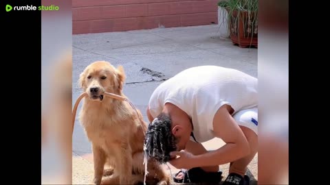 pets in action