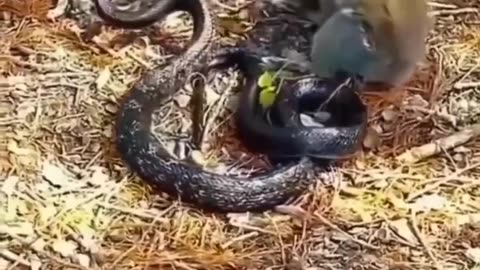 Squirrel vs snake - saving his partner