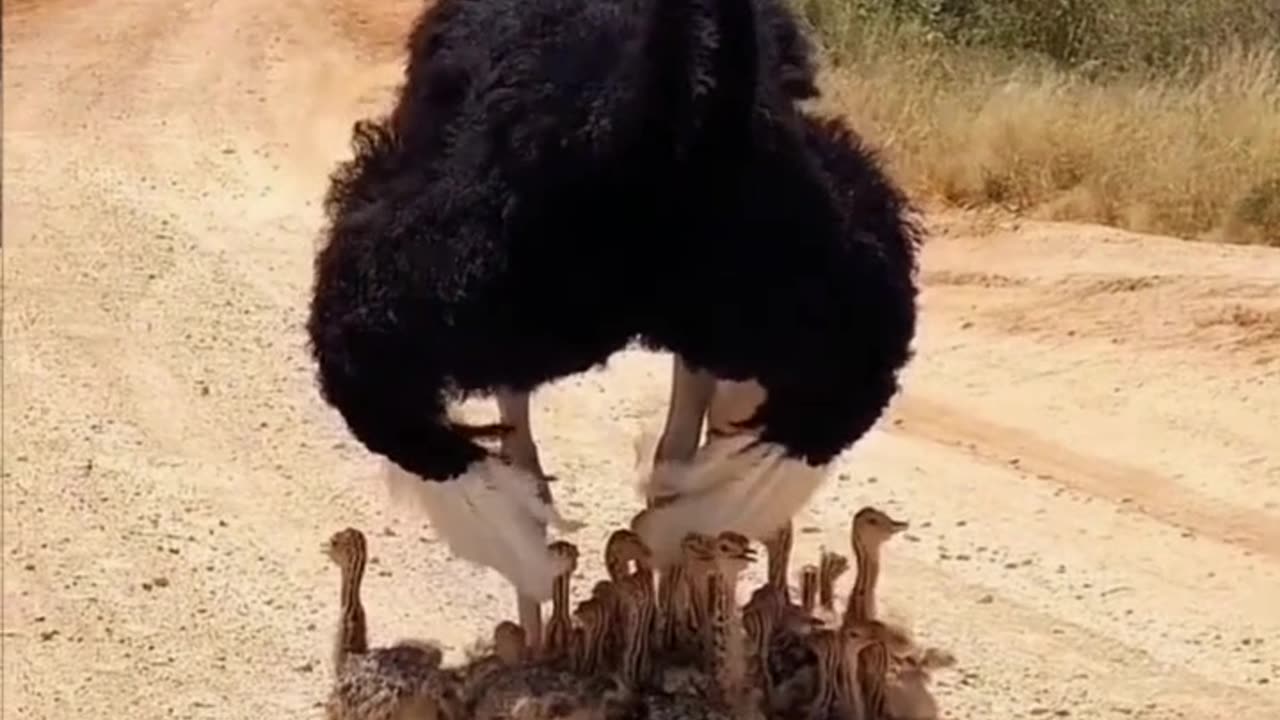 The ostrich is giving shade to his baby's