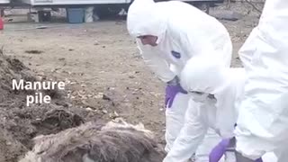 Too many evelwitnesses, Lots of live footage. Save The Ostriches — Stop 🛑 The Cull