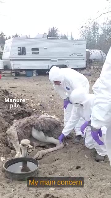 Too many evelwitnesses, Lots of live footage. Save The Ostriches — Stop 🛑 The Cull