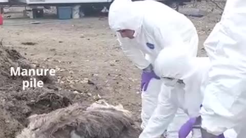 Too many evelwitnesses, Lots of live footage. Save The Ostriches — Stop 🛑 The Cull