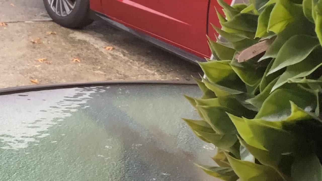 Butterfly on the porch.