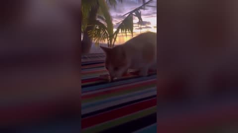 STRAY CAT SENSES A FISH IN THE OCEAN 🐈 🐟