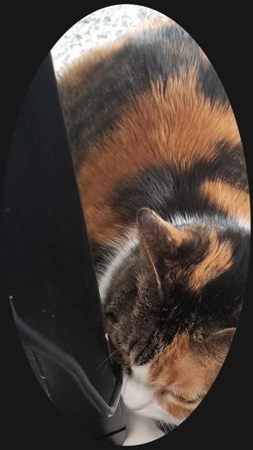 Foiled by the size of her own chunky booty. #SparklegleamFarm #Elsie #farm #LadyChunkerella #cat