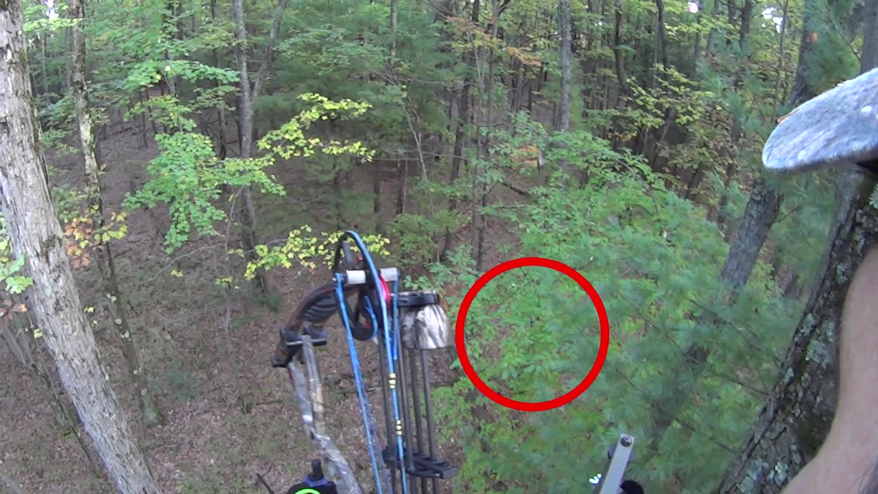 Whitetail Deer Hunting - Public Land in PA