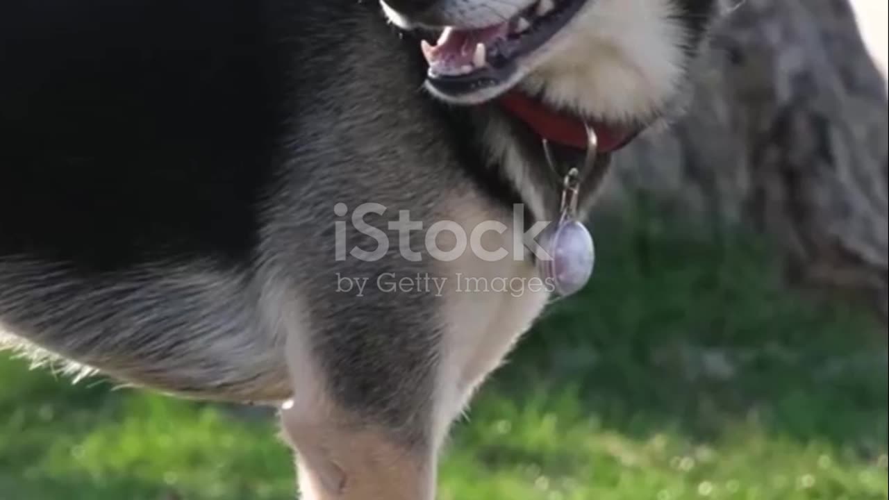 Why Mixed Breeds Are the Best Pets! 🐾