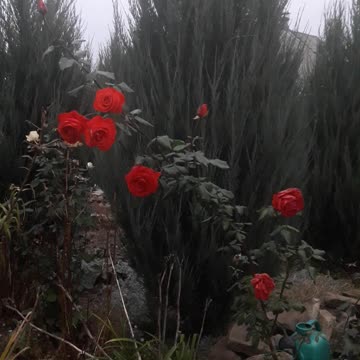 Red roses and green juniper