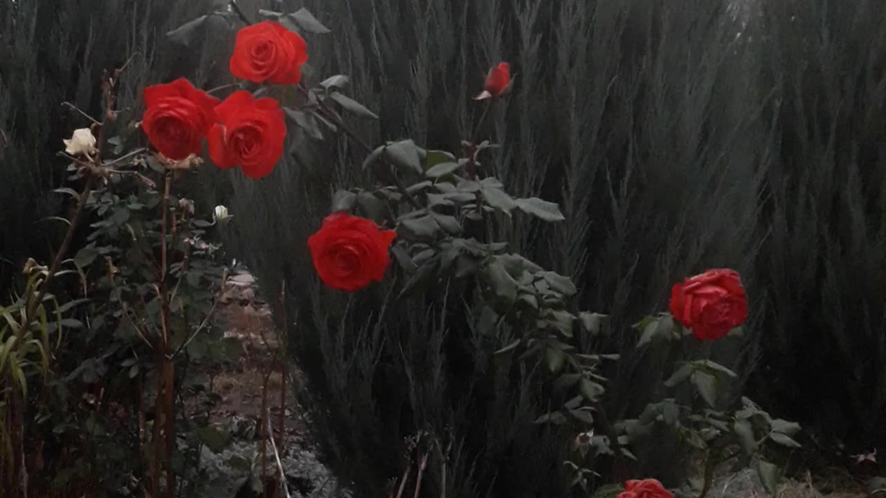 Red roses and green juniper