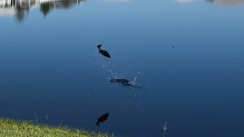 Jumping Bass