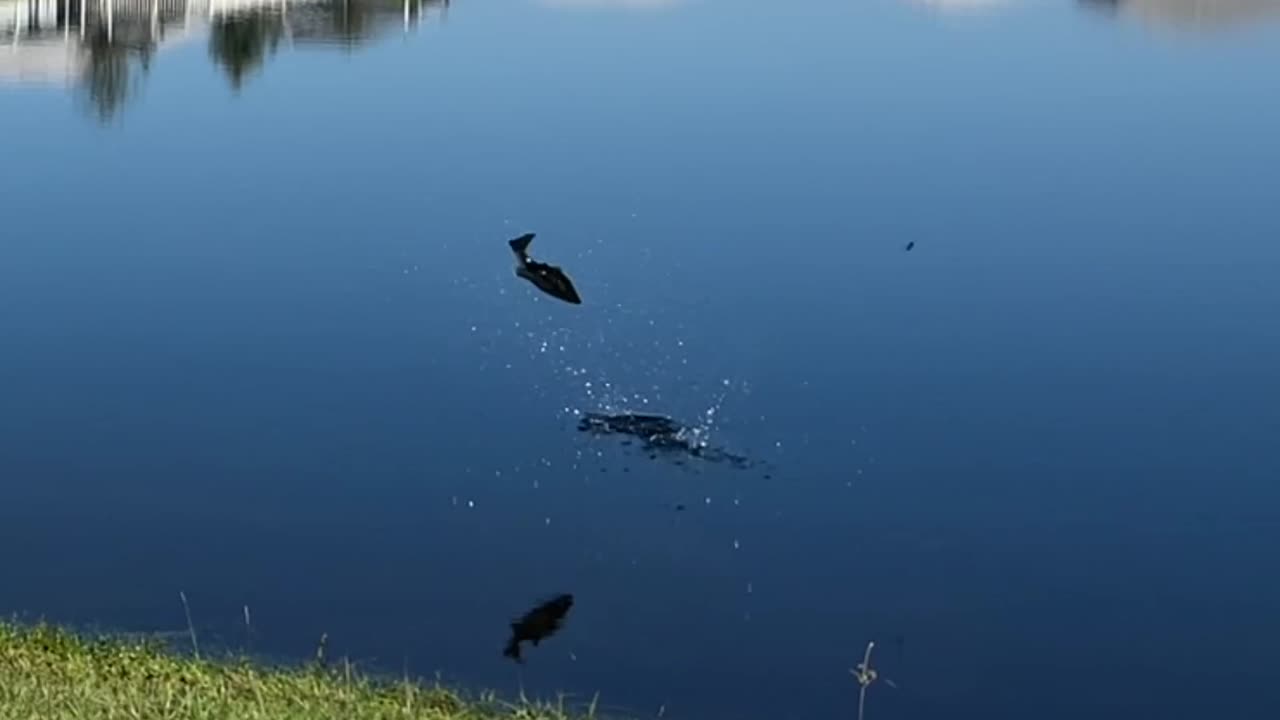 Jumping Bass