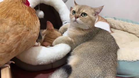 So funny! The duck and the hen can't tell which one is Kitty. What a happy animal family! Super cute