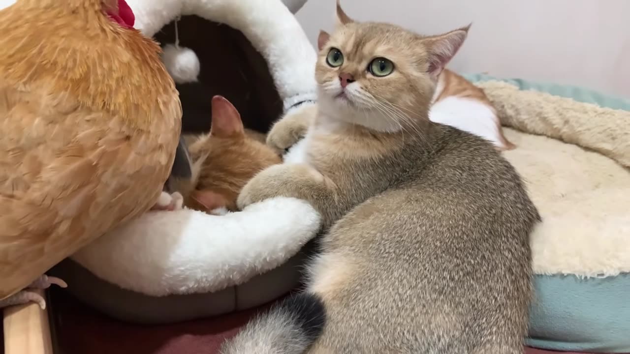 So funny! The duck and the hen can't tell which one is Kitty. What a happy animal family! Super cute