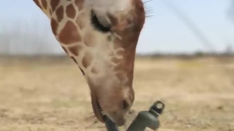 giraffe vs elephant fight for water