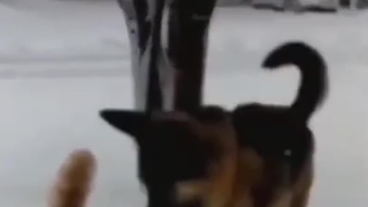 Funny animals