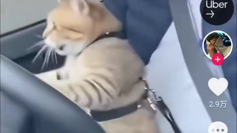 Learning To Drive