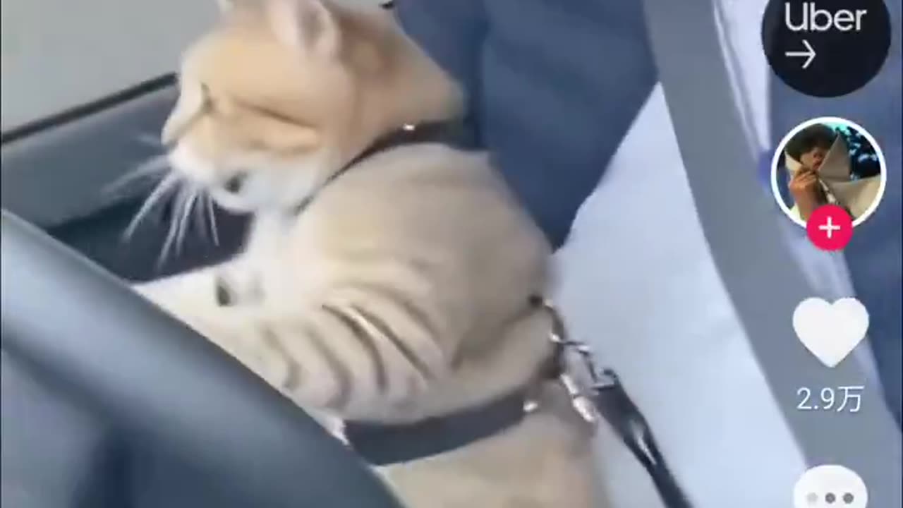 Learning To Drive