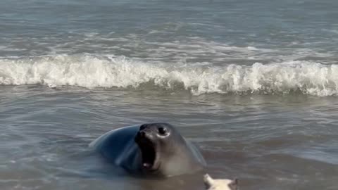 Frenchie On The Beach With A Sea Lion