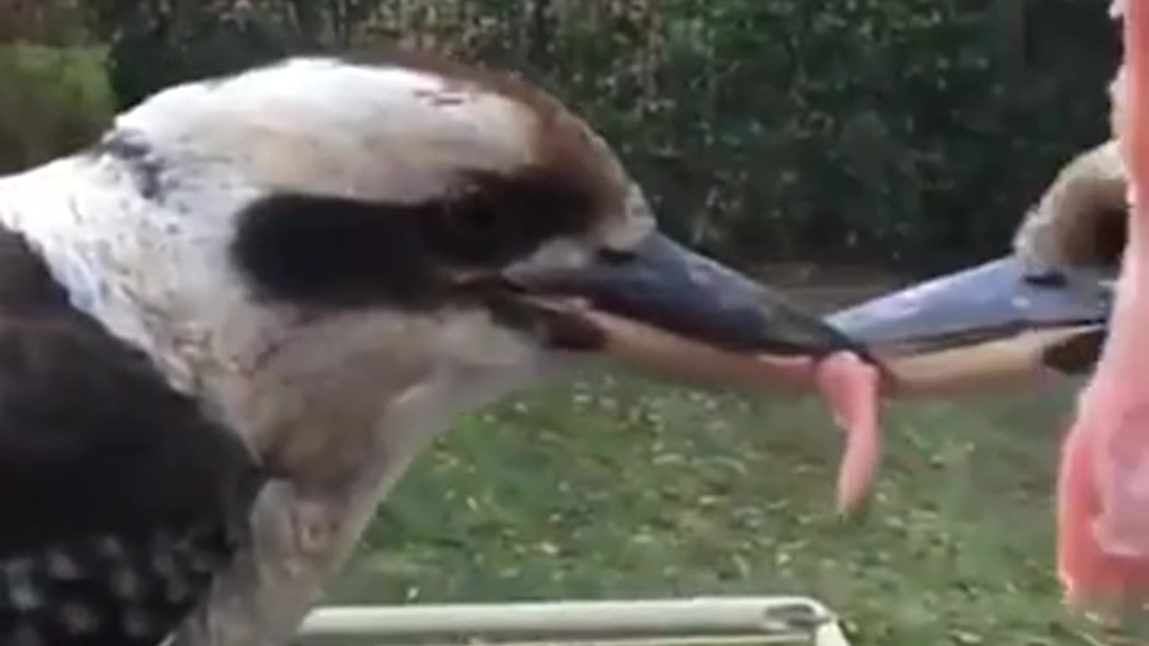 When Animals Go Wild: Big Birds & Hilarious Attacks! 🐦🔥😂 No food Sharing