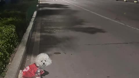 Under the streetlight at night, a Teddy dog sits alone.