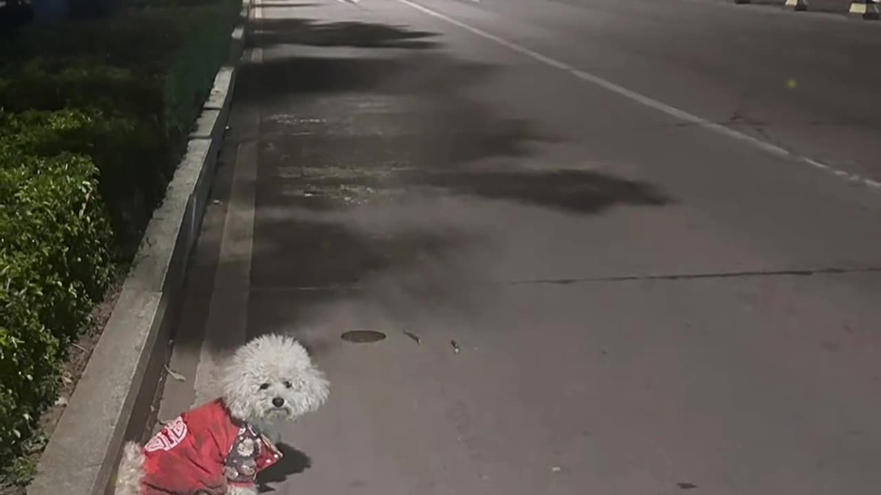 Under the streetlight at night, a Teddy dog sits alone.