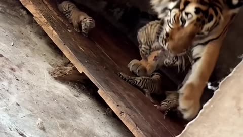 Tiger mama try to protect her babies