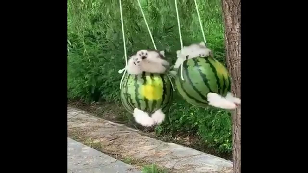 Baby Dogs 🔴 Cute and Funny Dog Videos Compilation | Funny Puppy Videos