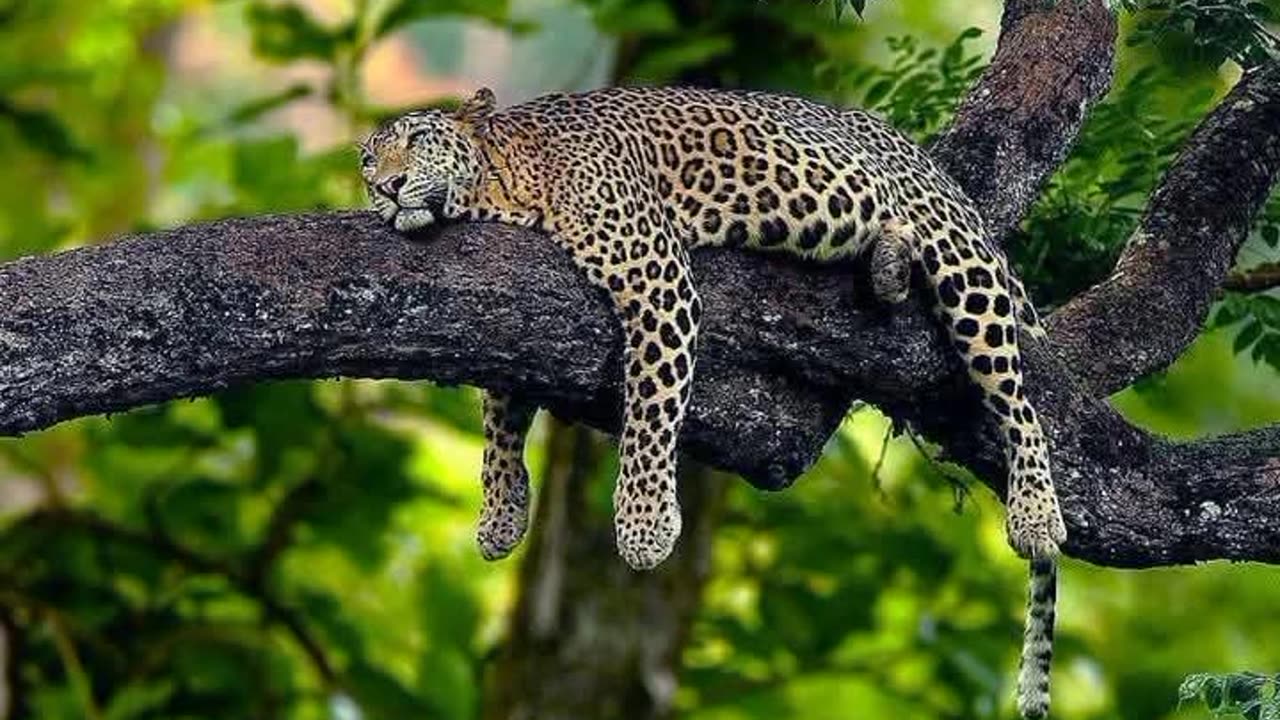 Leopard 🐆🐆🐆