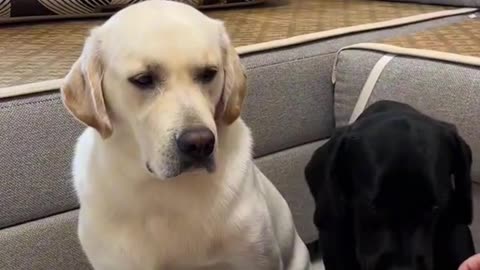 Funny Animal Videos