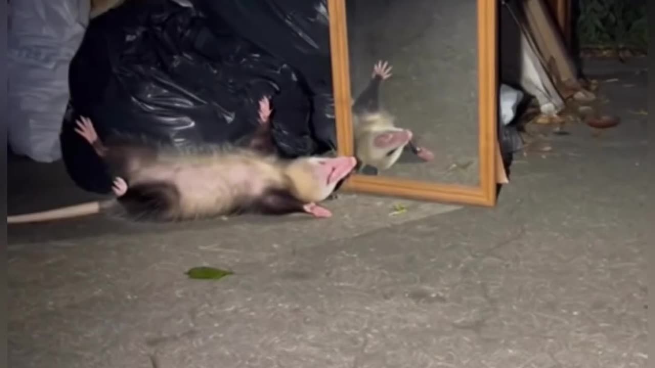 😮🦨 Opossum Playing Dead: The Most Surprising Animal Behavior! | FeedMyCuriosity