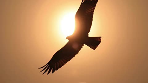 „Wenn der Milan ruft, beginnt die Seele zu sehen“ 🦅🧡