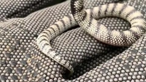 From baby to beast: the transformation of the snake