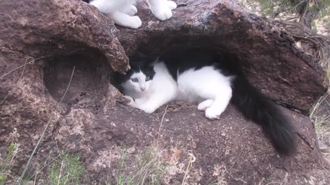 Our Cats #142 – Cats Fight (Again) for Their Favorite Hollow in Rock