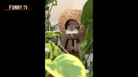 Funny Cat Video