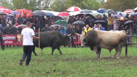 Rogeša od Andrića vs Dubai od Idrizovića Banovići 2025