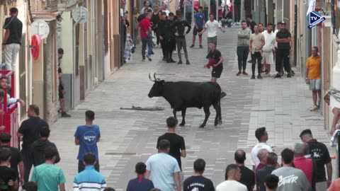 VACAS TARDE 6oct - FESTES DEL ROSER 2025