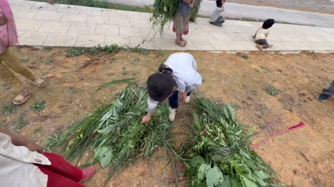 Collecting food for the pigs on the Ha Giang Loop in Vietnam