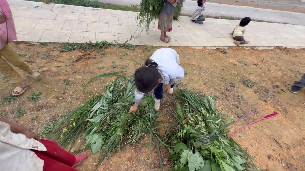 Collecting food for the pigs on the Ha Giang Loop in Vietnam