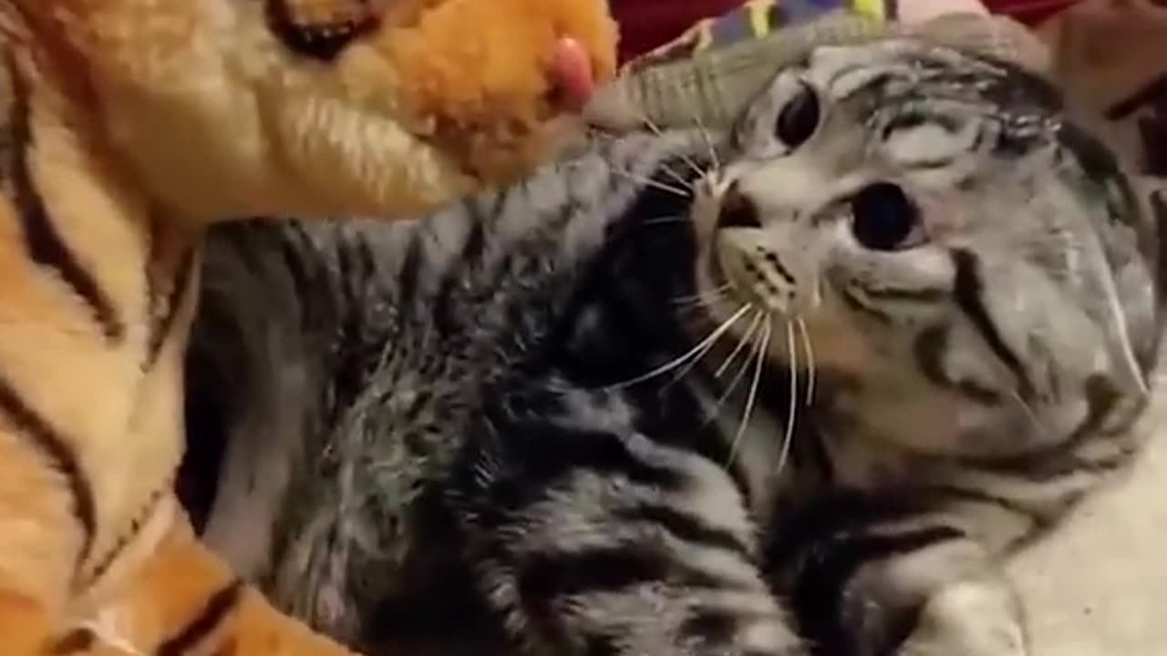 Funny cats videos _) #funnycats #cutecats #funnytiktok #catlover #cuteness #meow #kitten #gatos #fyp