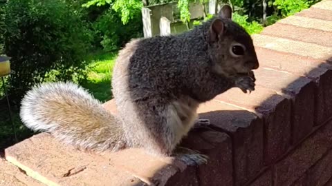 Mika The wonderful squirrel she is so lovable