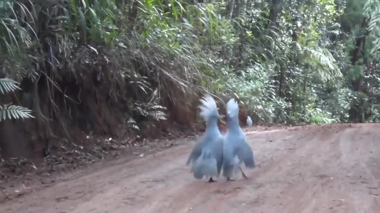 🐦😮 A Rare Encounter Between Two Kagu Birds Reminiscent Of A Bygone Era | FeedMyCuriosity