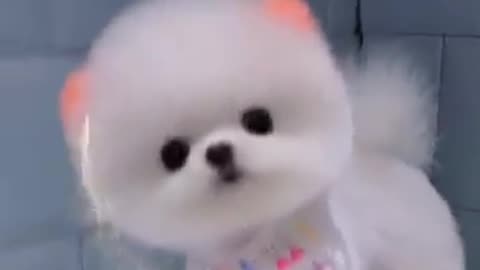 Mini Pomeranian Dog - Funny And Cute Pomeranian Videos | Funny Puppy Videos #7