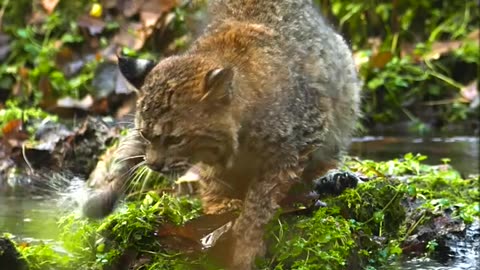 Amazing wild animal fishing salmon