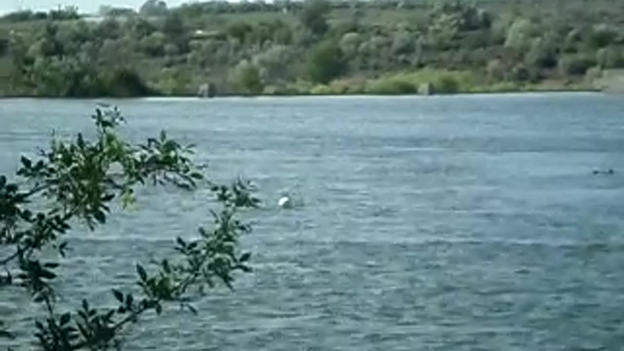 PELICAN SWALLOWS FISH!!