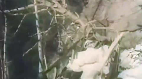 Alpine Rescue Crew 1944