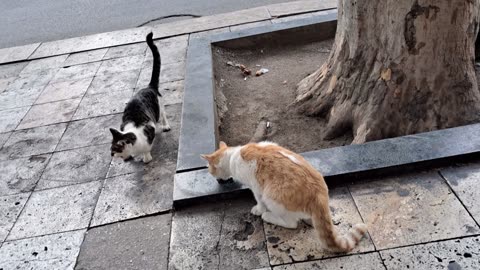 🐾 Street Cat Drama: The Diva, the Ginger, and the Snack Showdown!
