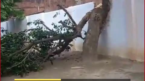 UP Cop’s Fury Over Tree Dispute: Drags Boy for Filming Police Action in Jaunpur!