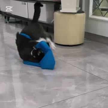 You could use titles like "Funny Milk Cow Cat Moments" or "Nervous Cat Hilarious Reactions