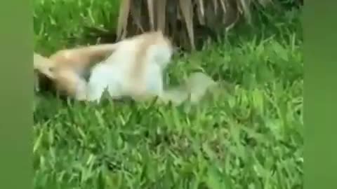 Best Of Animals Compilation - Commentary by Steve Inman